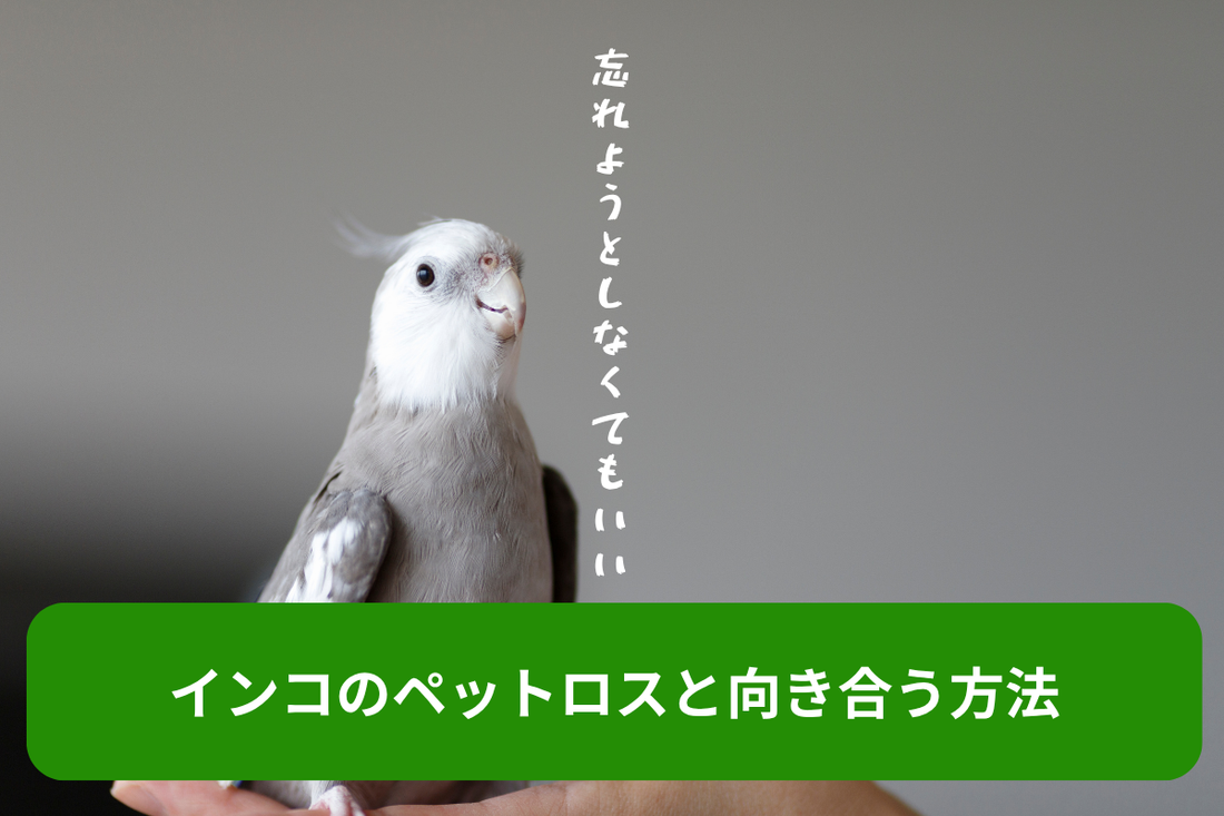 【ペットロスケアマネージャー監修】インコのペットロスと向き合う方法