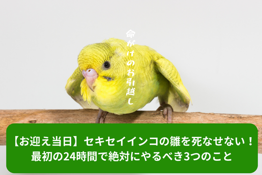 【お迎え当日】セキセイインコの雛を死なせない！最初の24時間で絶対にやるべき3つのこと