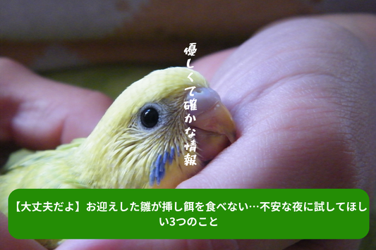 【大丈夫だよ】お迎えした雛が挿し餌を食べない…不安な夜に試してほしい3つのこと