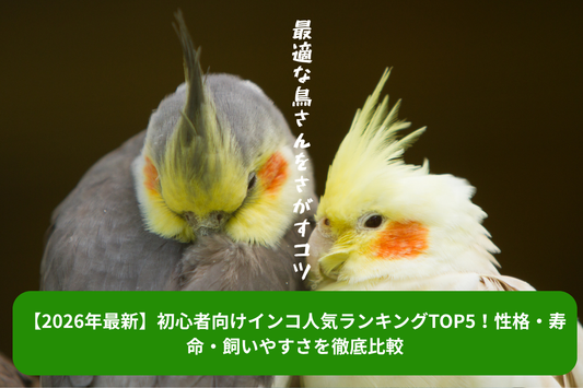 【2026年最新】初心者向けインコ人気ランキングTOP5！性格・寿命・飼いやすさを徹底比較