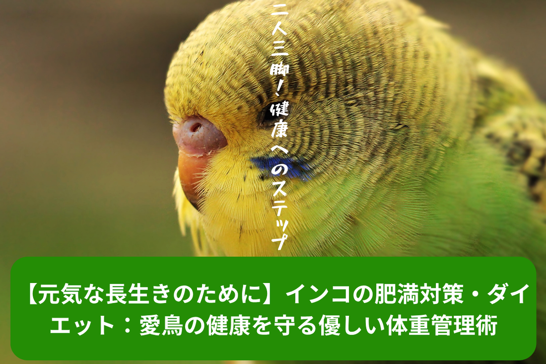 【元気な長生きのために】インコの肥満対策・ダイエット：愛鳥の健康を守る優しい体重管理術