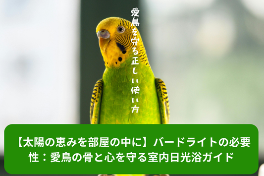 【太陽の恵みを部屋の中に】バードライトの必要性：愛鳥の骨と心を守る室内日光浴ガイド