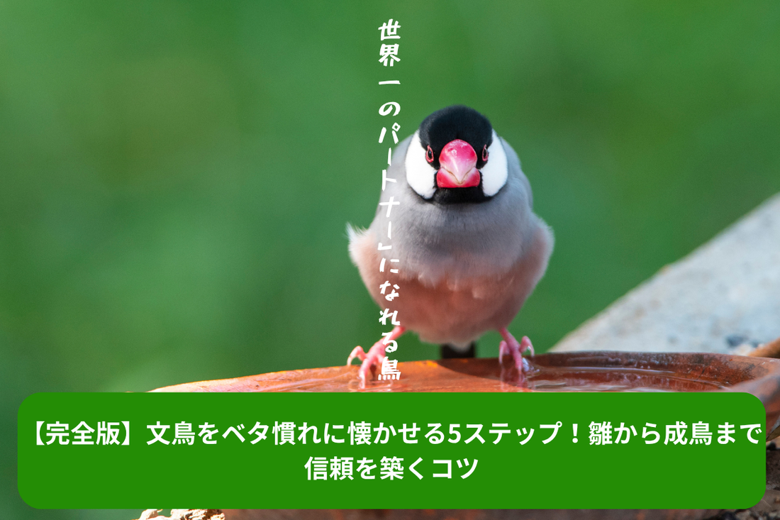 【完全版】文鳥をベタ慣れに懐かせる5ステップ！雛から成鳥まで信頼を築くコツ