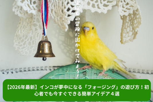 【2026年最新】インコが夢中になる「フォージング」の遊び方！初心者でも今すぐできる簡単アイデア４選