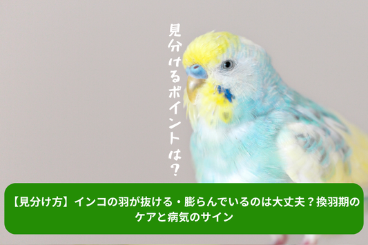【見分け方】インコの羽が抜ける・膨らんでいるのは大丈夫？換羽期のケアと病気のサイン