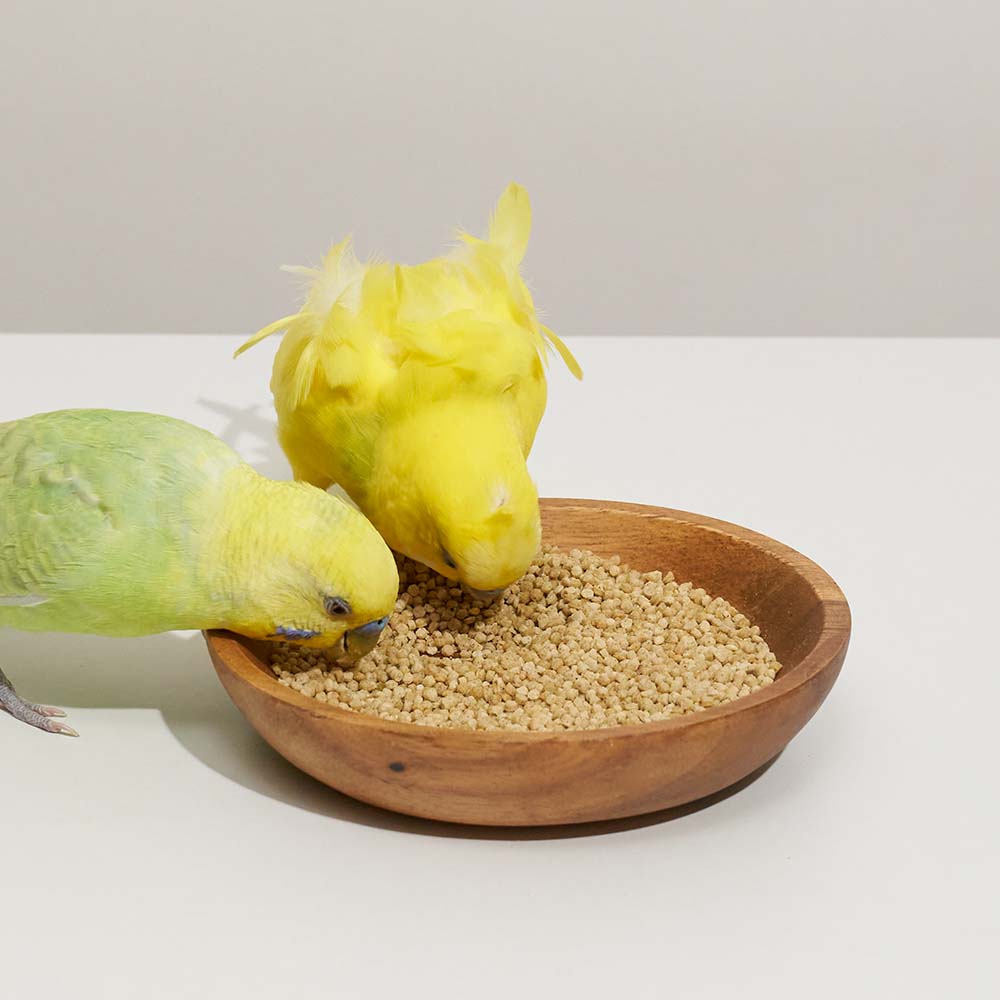 ハリソン アダルト ライフタイム スーパーファイン ４５４ｇ